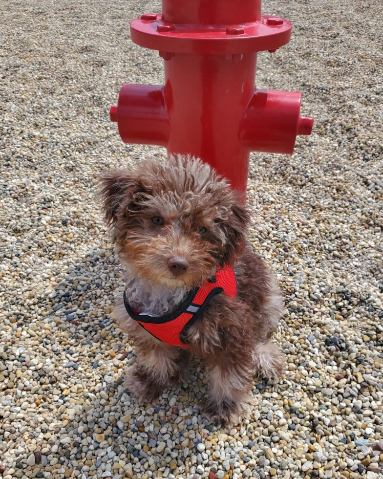 Mini Labradoodle Being Cute