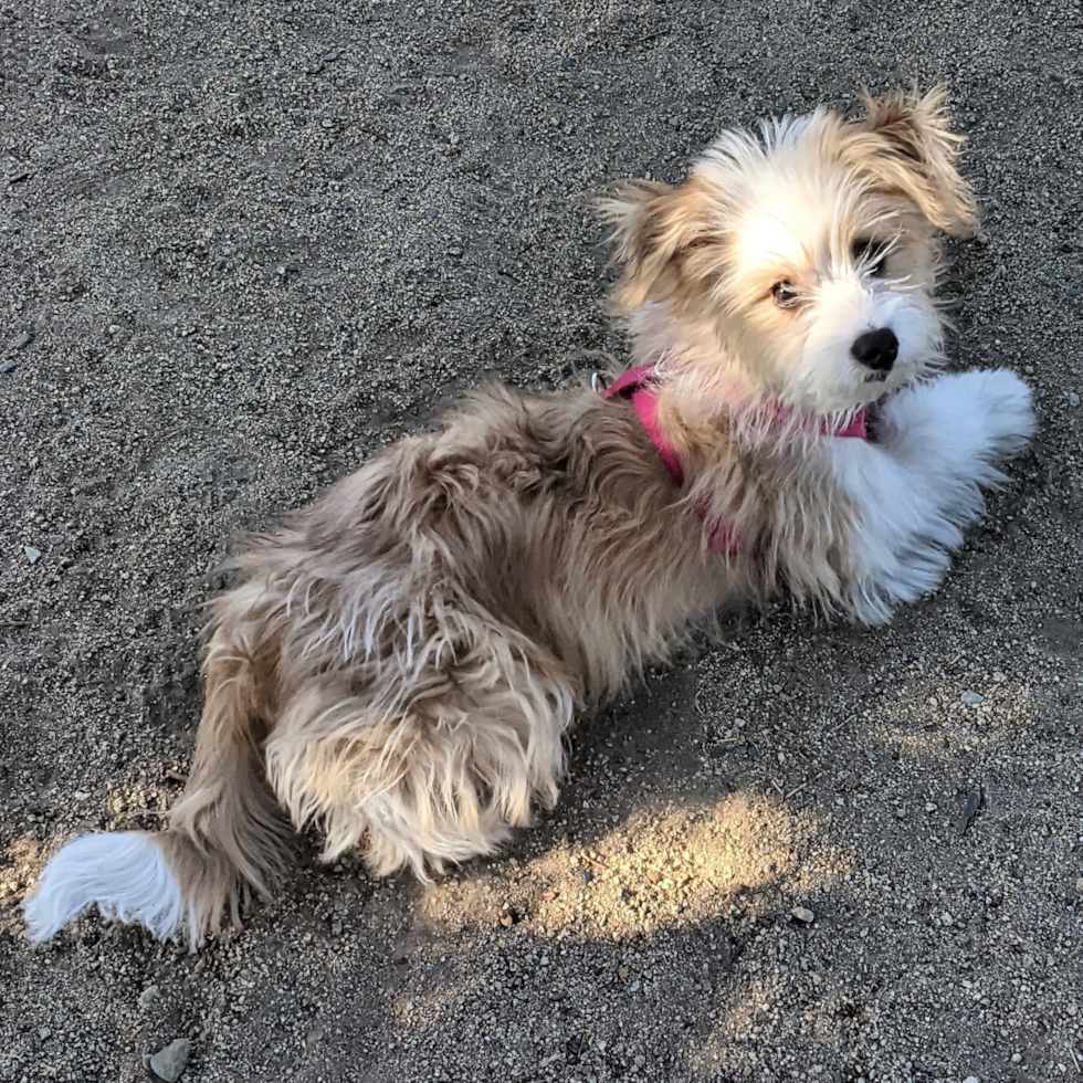 Small Aussiechon Pup in ROSEVILLE CA