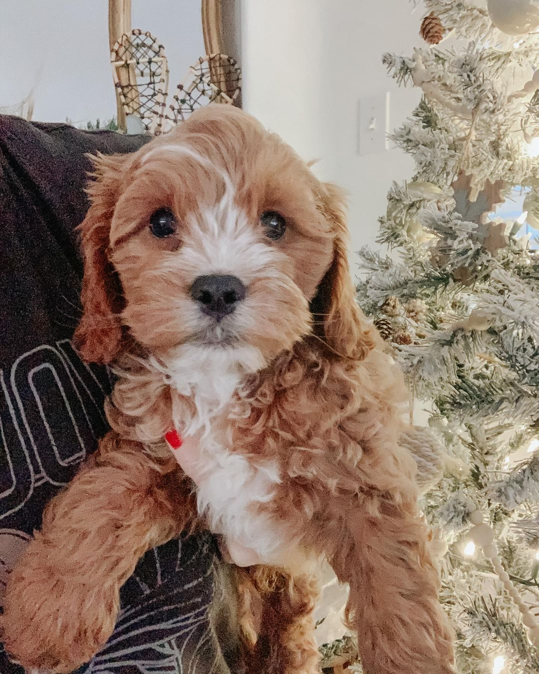 Smart Cavapoo Poodle Mix Pup