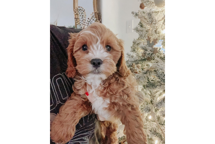 Smart Cavapoo Poodle Mix Pup