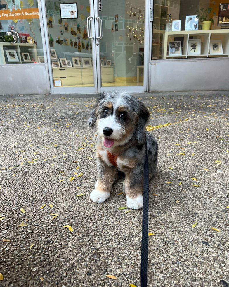 Little Bernadoodle Poodle Mix Pup