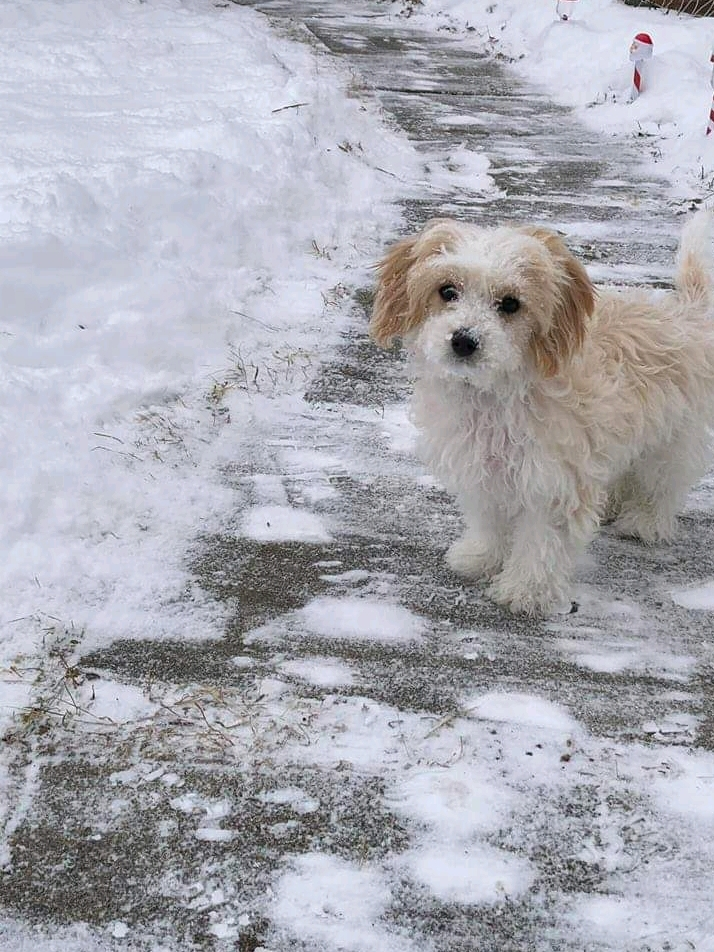 Hypoallergenic Cavalier Designer Puppy