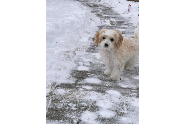 Hypoallergenic Cavalier Designer Puppy