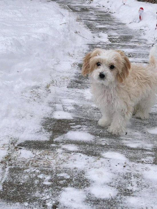 Adorable Cavalier Designer Pup