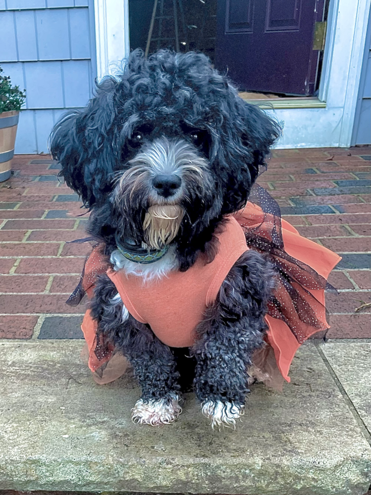 Cute Aussiechon Pup in