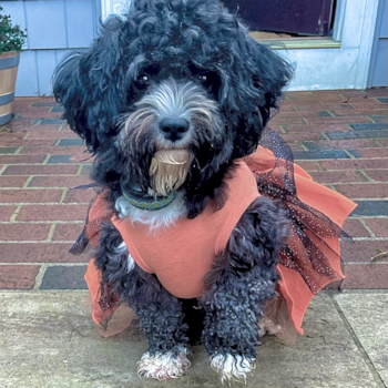 Cute Aussiechon Pup in