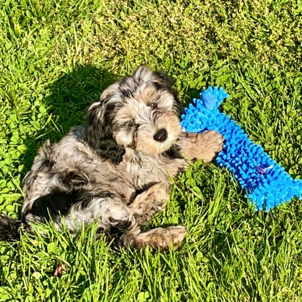 Energetic Sheep Dog Poodle Mix Pup