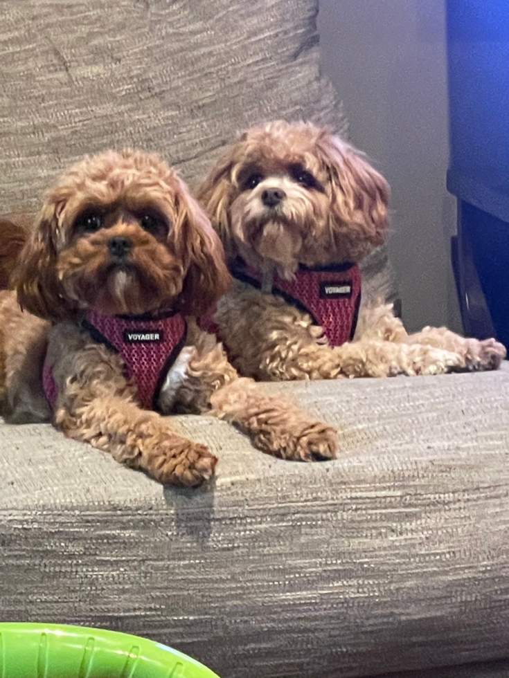 Cavapoo Pup