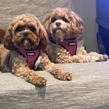 Cavapoo Pup