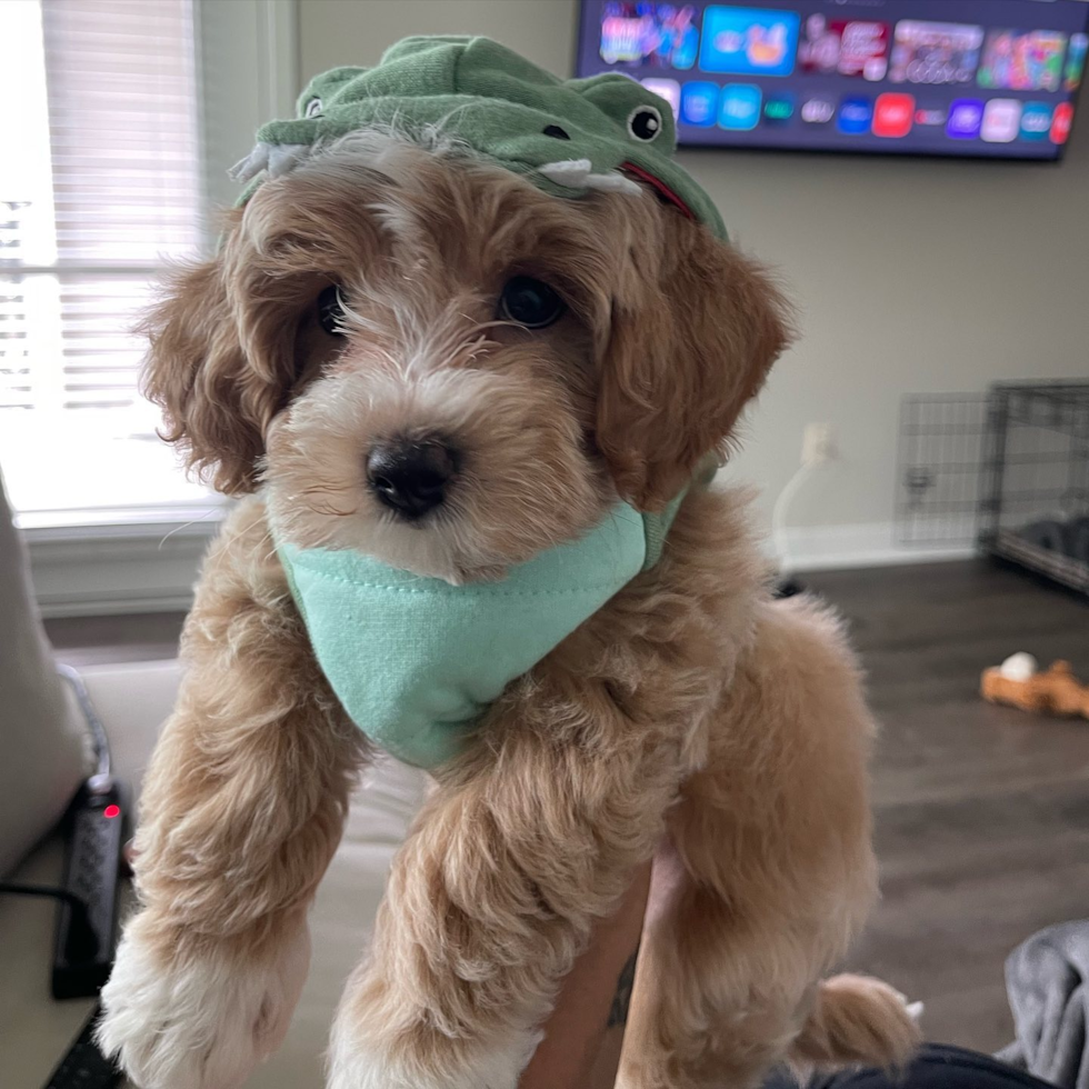 SUWANEE Maltipoo Pup