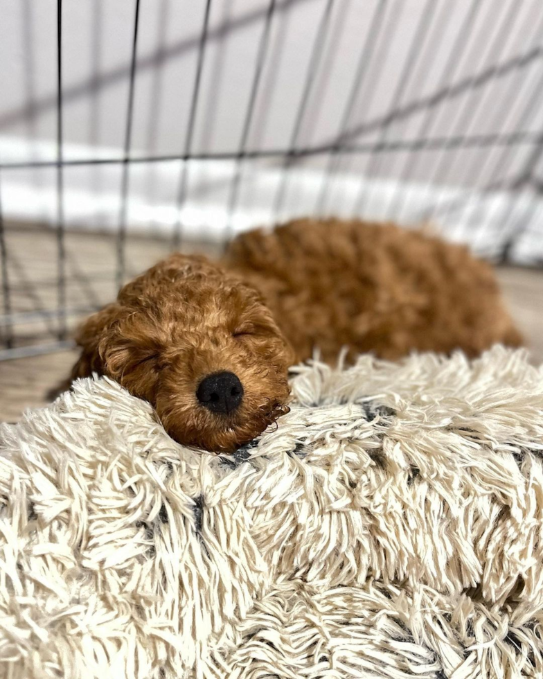 Sweet Cockapoo Pup