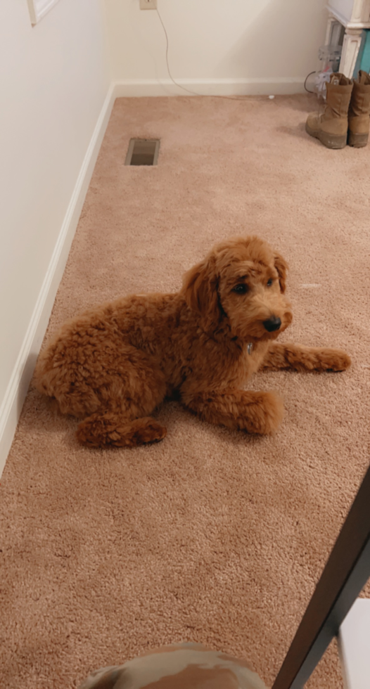 Little Golden Retriever Poodle Mix Pup