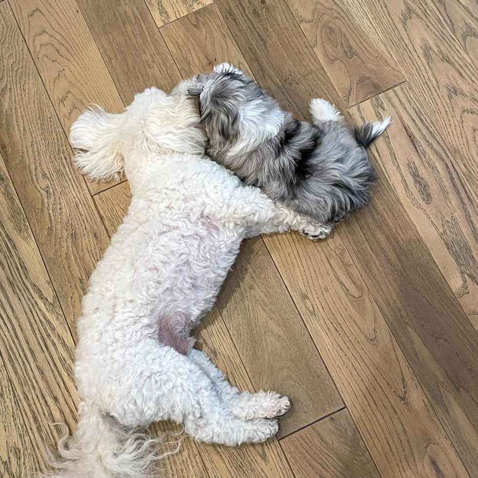 Small Mini Aussiedoodle Pup in Houston TX