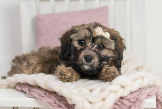 Fluffy Cavapoo Poodle Mix Pup