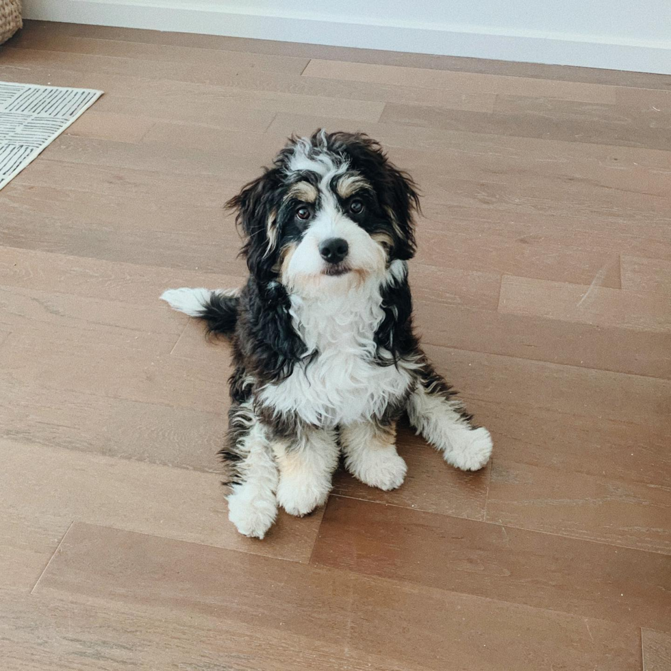 Hypoallergenic Bernadoodle Poodle Mix Pup