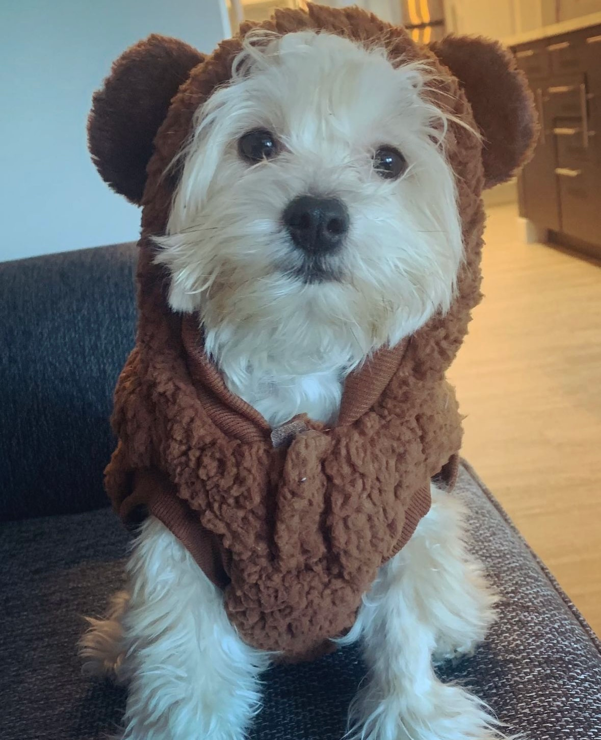 Yorkie Chon Puppy for Adoption
