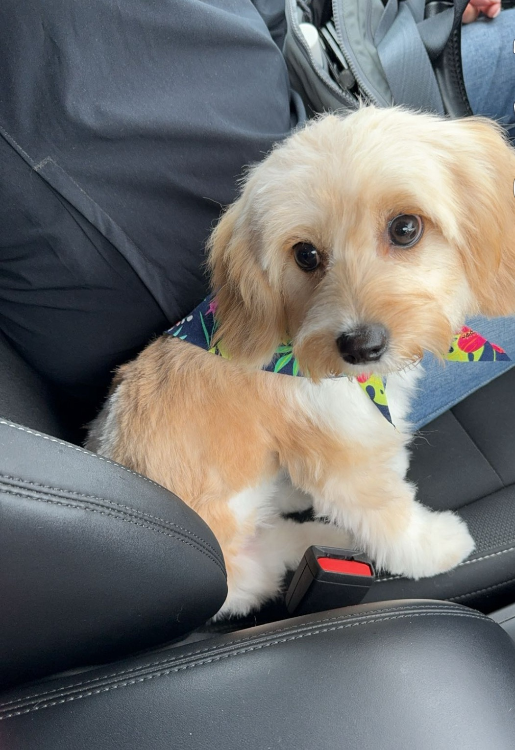 Cavachon Pup Being Cute