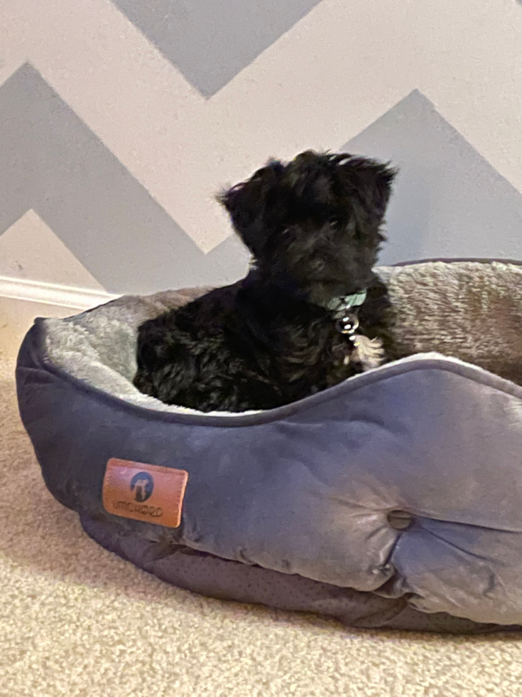 Reading Yorkie Poo Pup