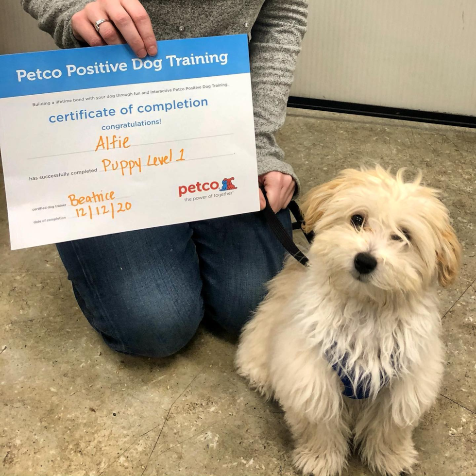 Smart Maltipoo Poodle Mix Pup