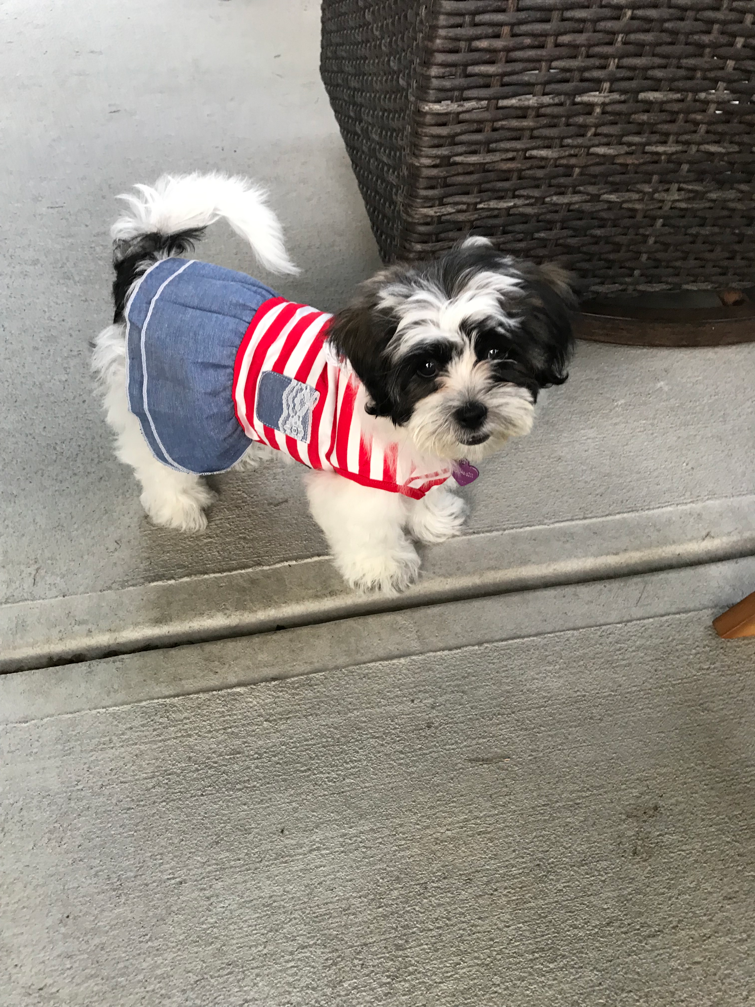 Teddy Bear Puppy for Adoption