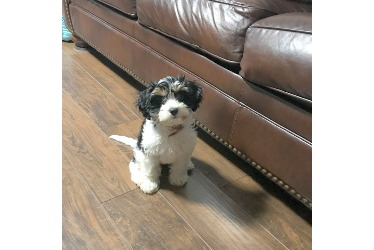 Cavachon Puppy for Adoption