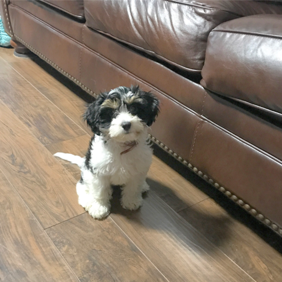 Cavachon Being Cute