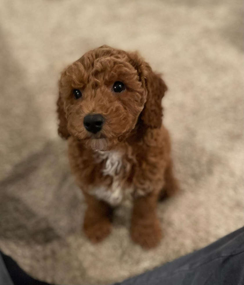 Abingdon Mini Goldendoodle Pup