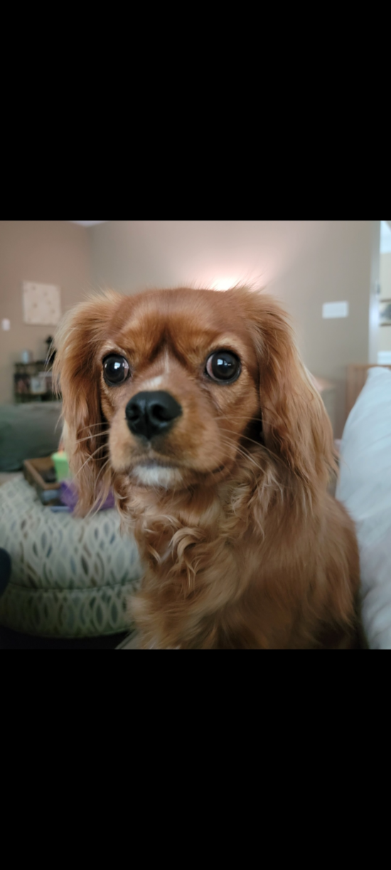 Cute Cavalier Purebred Pup