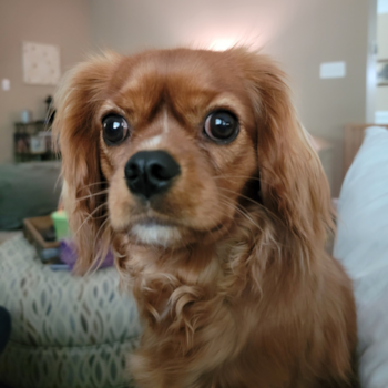 Cute Cavalier Purebred Pup