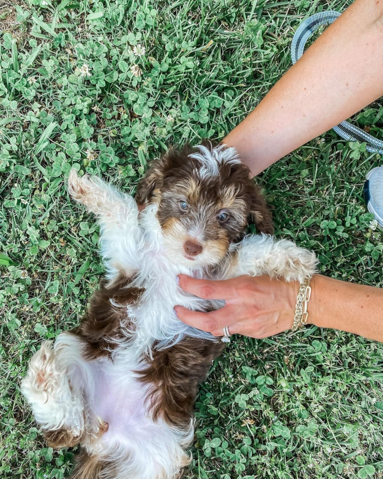 Funny Mini Aussiedoodle Poodle Mix Pup