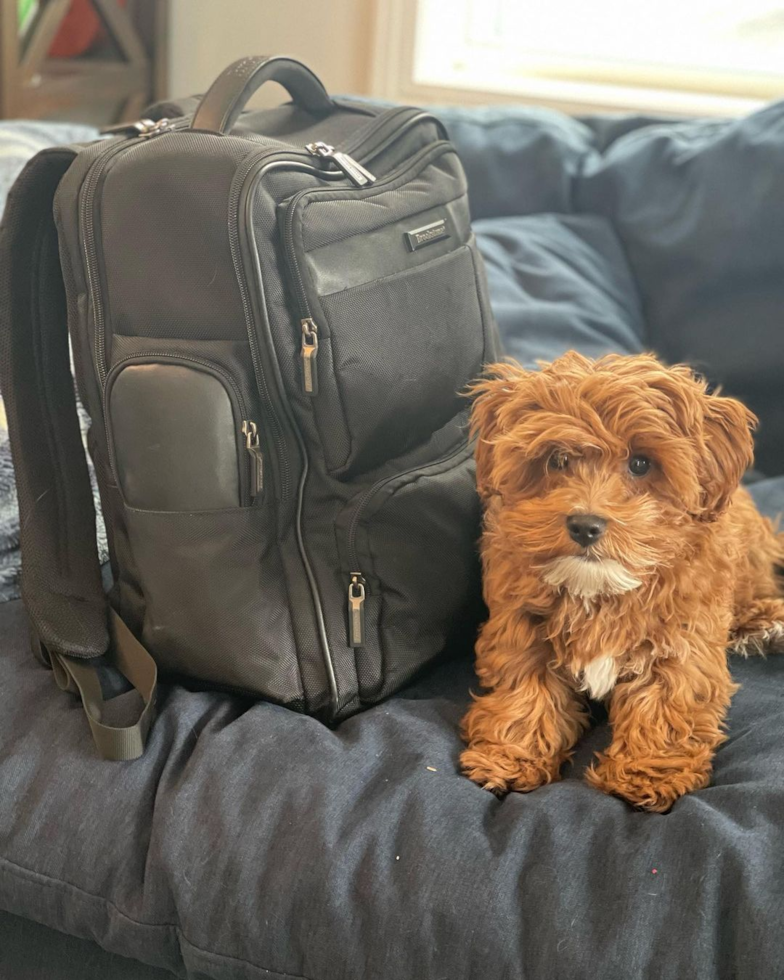 Hazel Park Cavapoo Pup