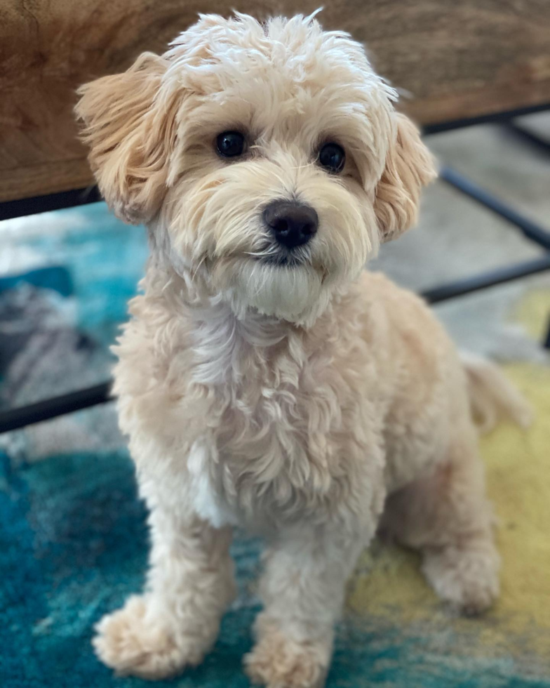 Little Maltese Poodle Poodle Mix Pup