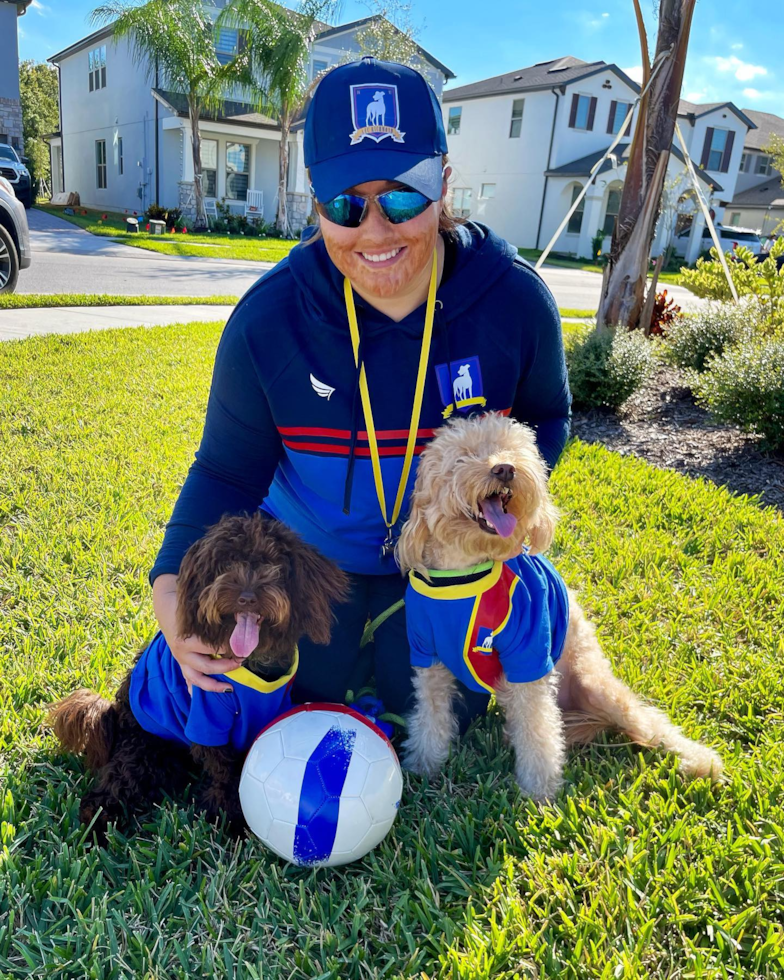 Friendly Mini Labradoodle Pup in Orlando FL