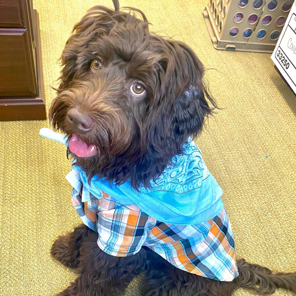 Friendly Mini Goldendoodle Pup