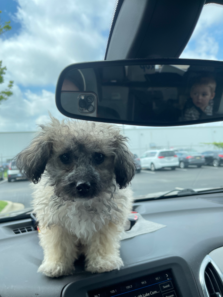 Small Poochon Pup in Clinton Township MI