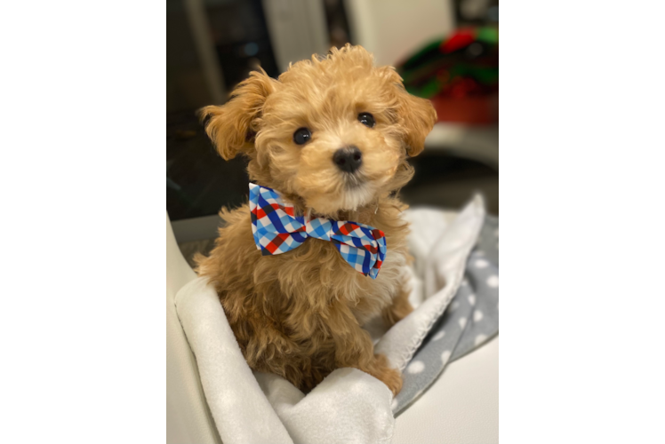 Maltipoo Pup Being Cute