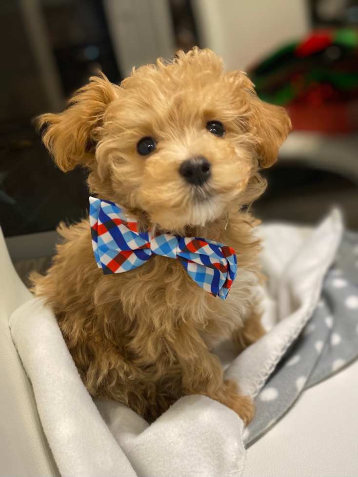 Petite Maltipoo Poodle Mix Pup