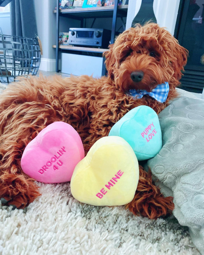 Hypoallergenic Golden Retriever Poodle Mix Pup