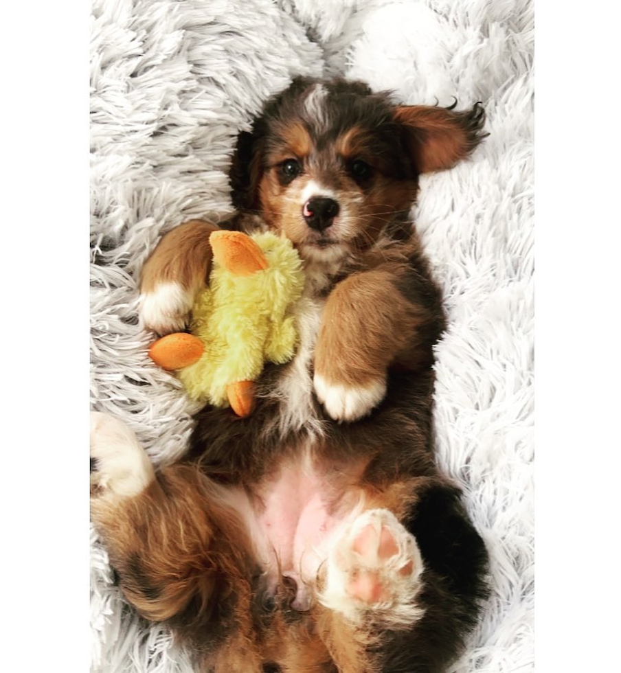 Adorable Mini Berniedoodle Poodle Mix Pup