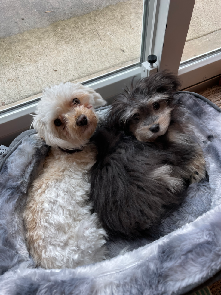 Maltipoo Being Cute