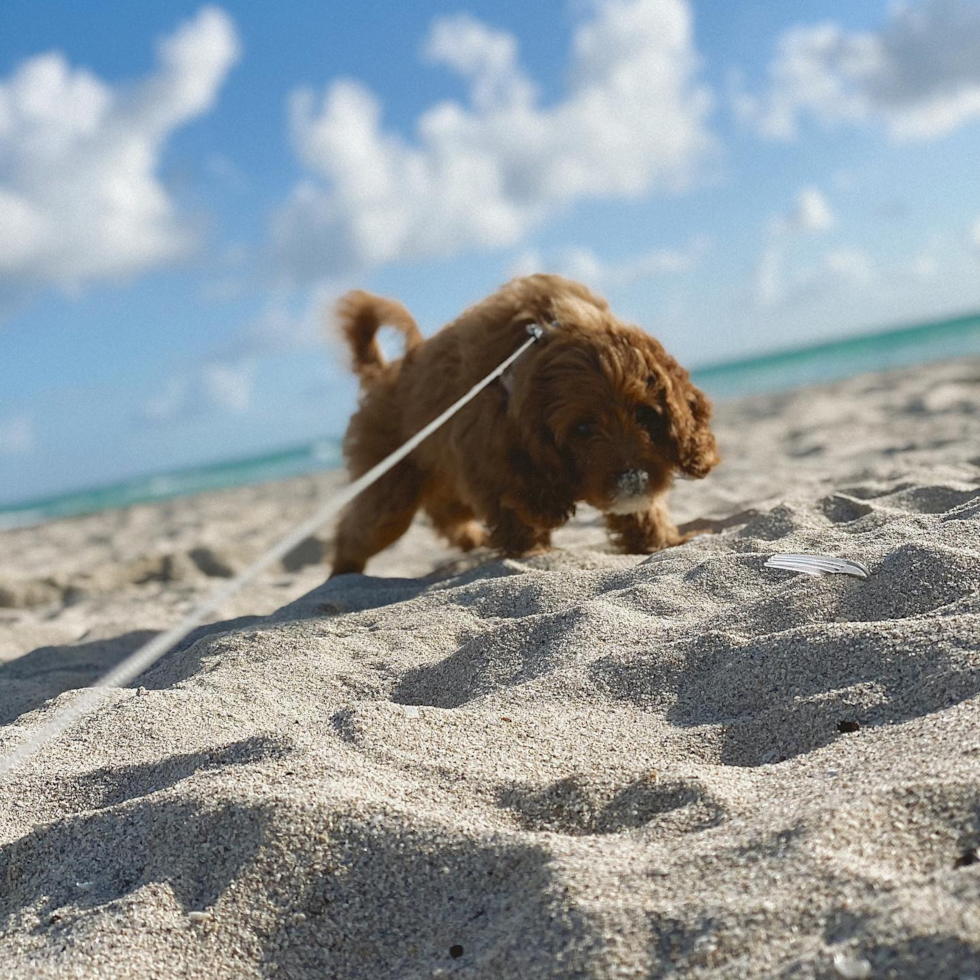 New York Cavapoo Pup