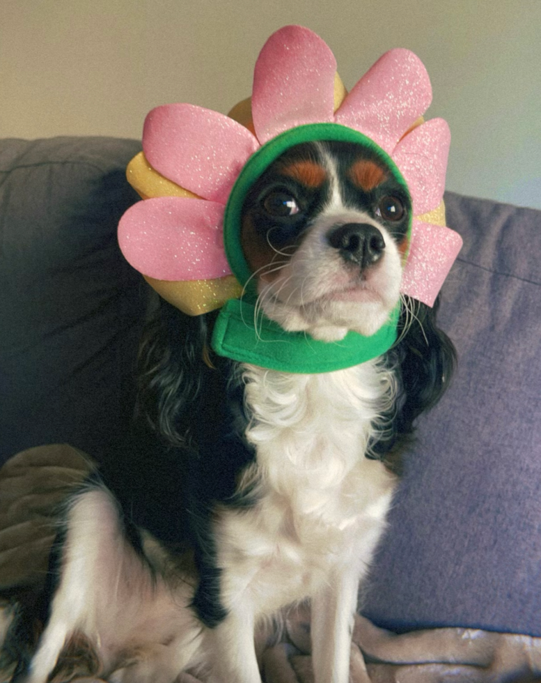 Cavalier King Charles Spaniel Pup