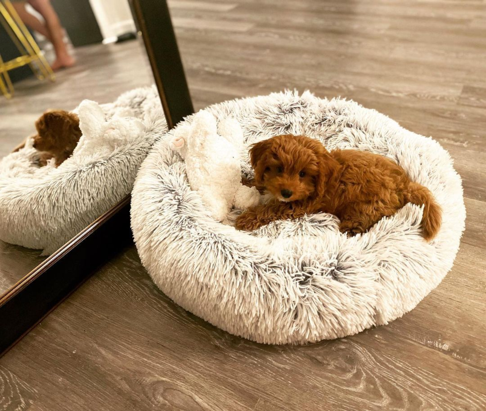 Playful Cavoodle Poodle Mix Pup