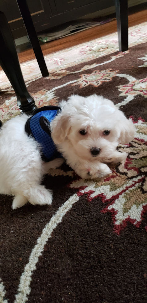 Johnstown Havanese Pup