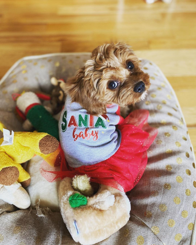 Playful Cavoodle Poodle Mix Pup