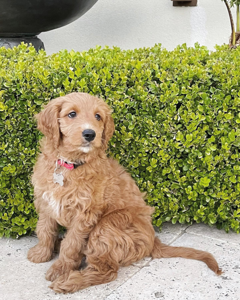 Mini Goldendoodle Being Cute