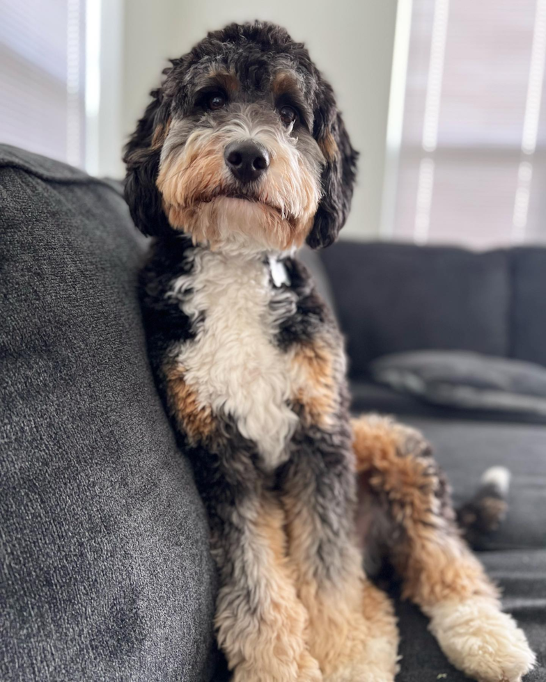 Mini Bernedoodle Being Cute