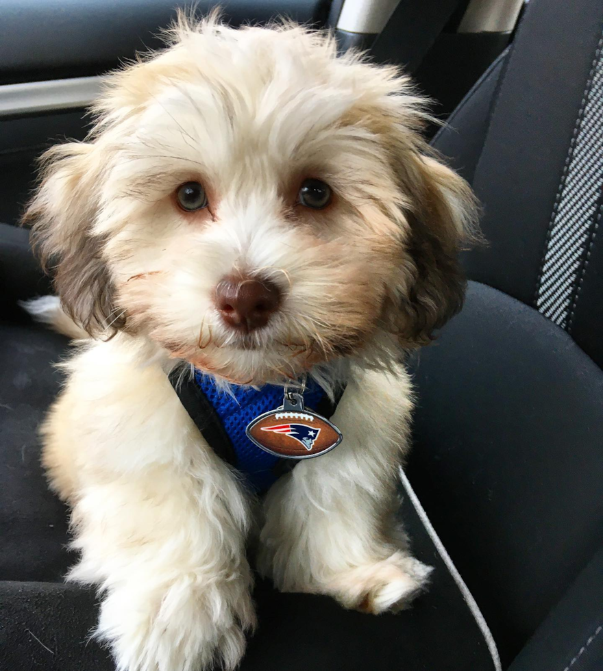 Havanese Being Cute