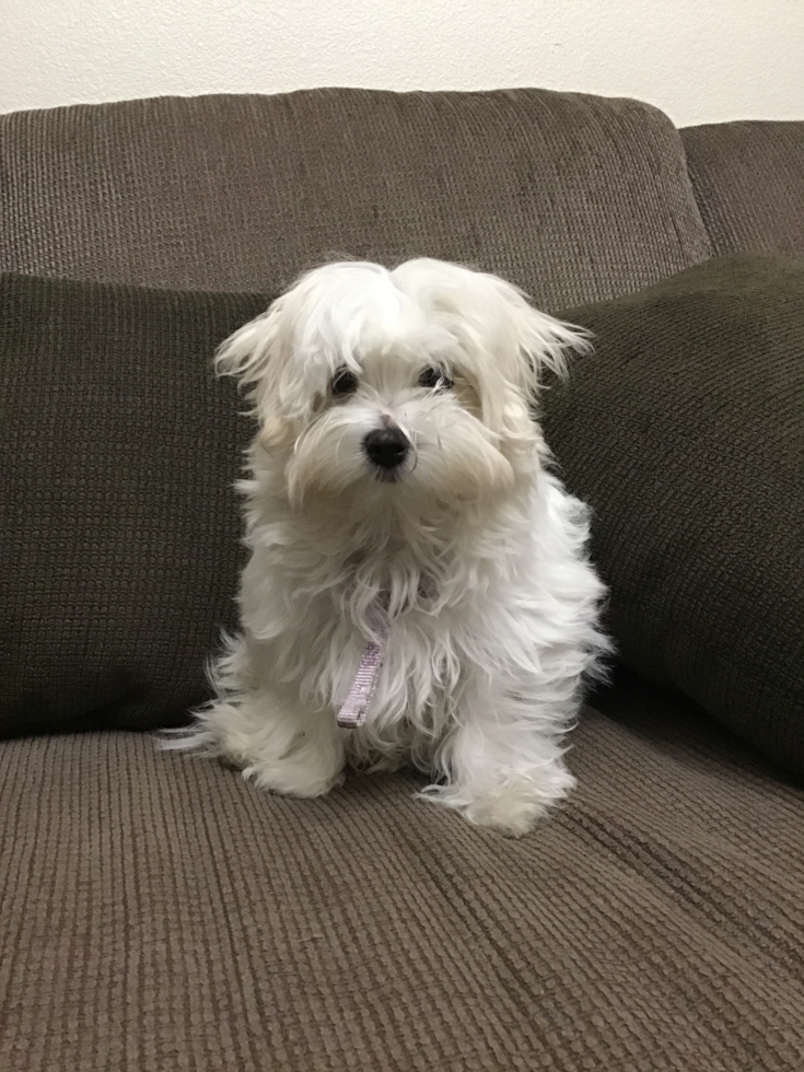 Colma Maltese Pup