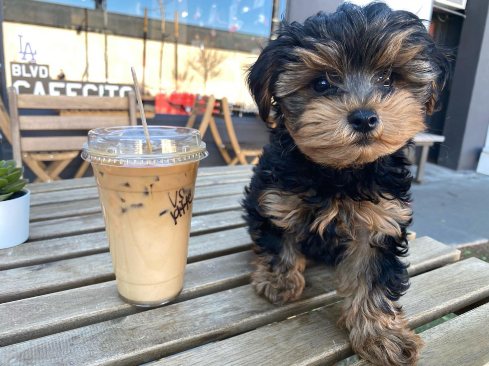 Cute Yorkie Poo Pup in NORTH HOLLYWOOD CA